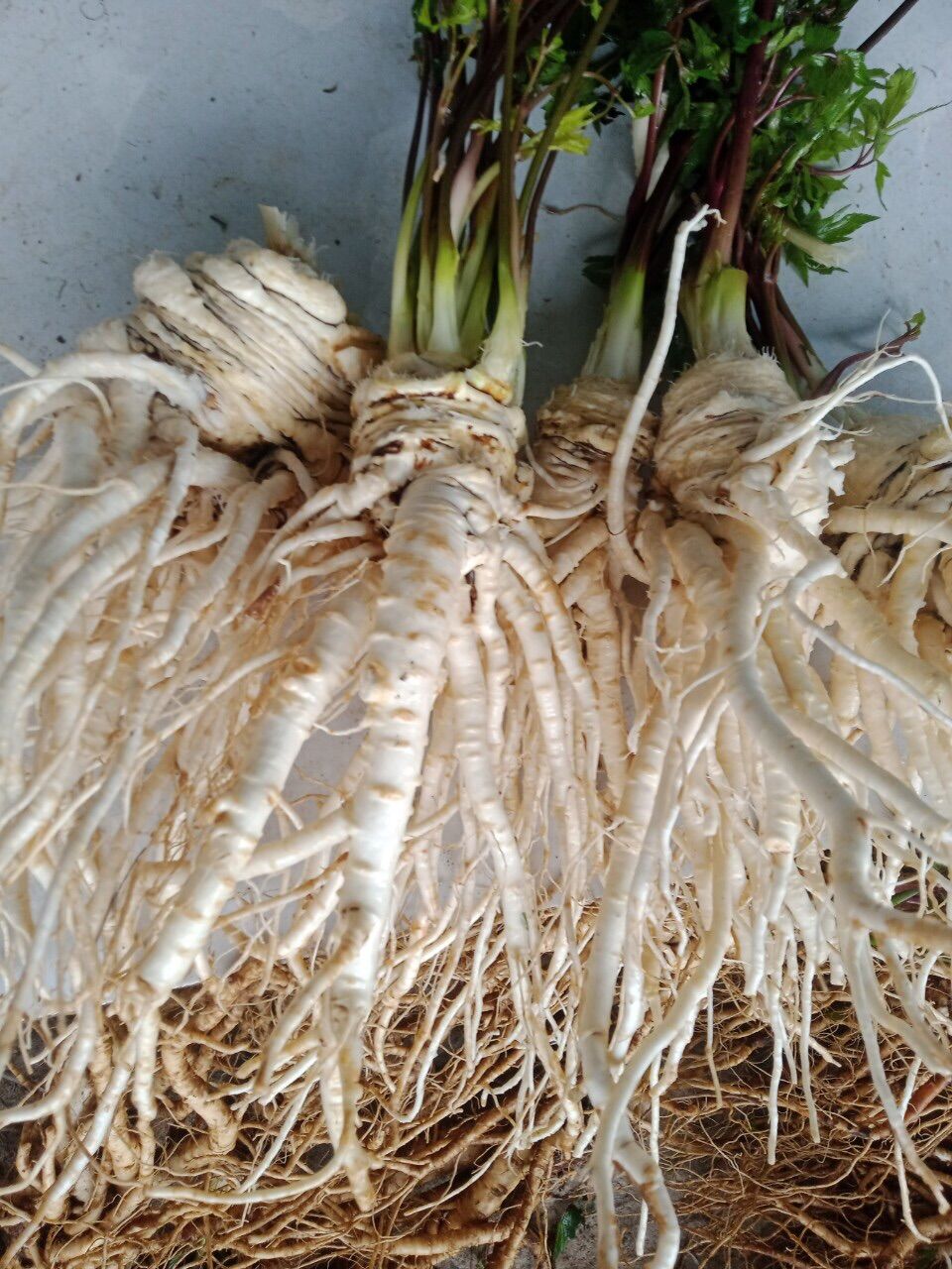 Sâm đương quy tươi Tây Bắc( combo 3kg=150k)