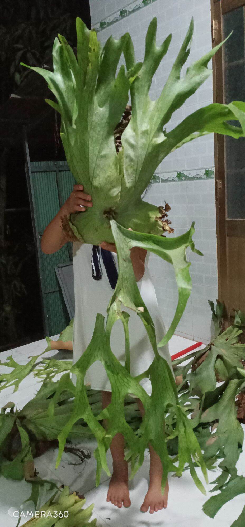 Cây Ổ Rồng Râu To