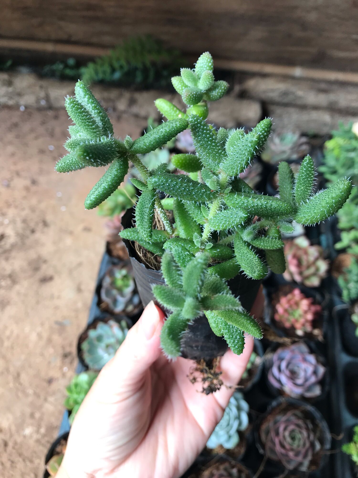 Sen đá mặt nạ cute size bầu