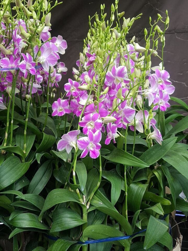 Cây Con Dendro Chớp Kim Cương