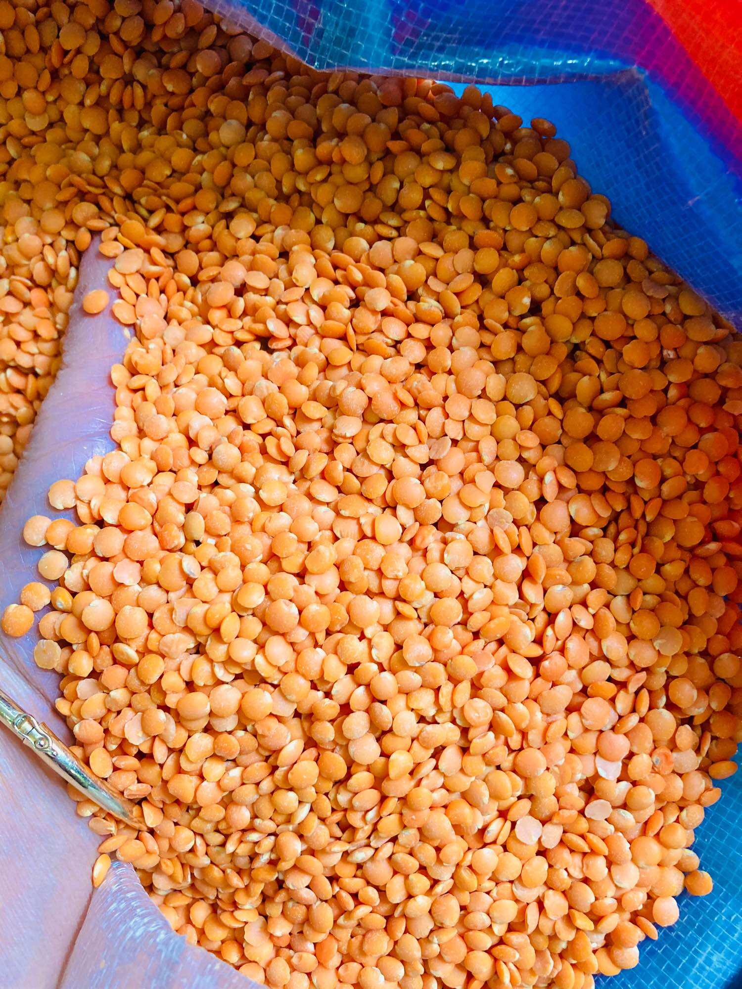 500g đậu lăng đỏ Canada