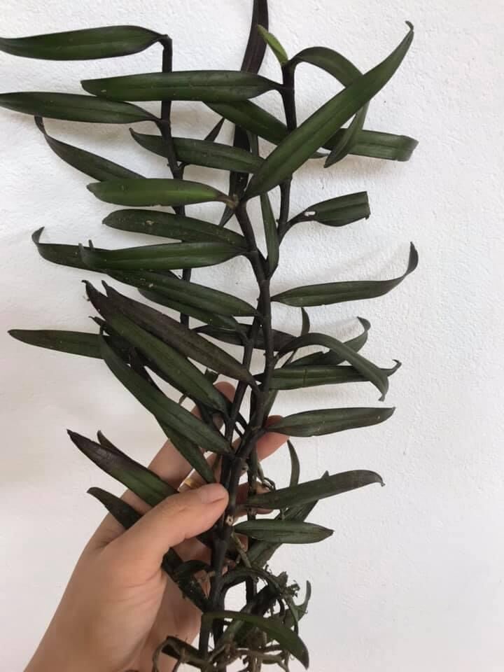 Hoa lan Phượng vĩ (khóm 2-3 thân) HOA TẾT