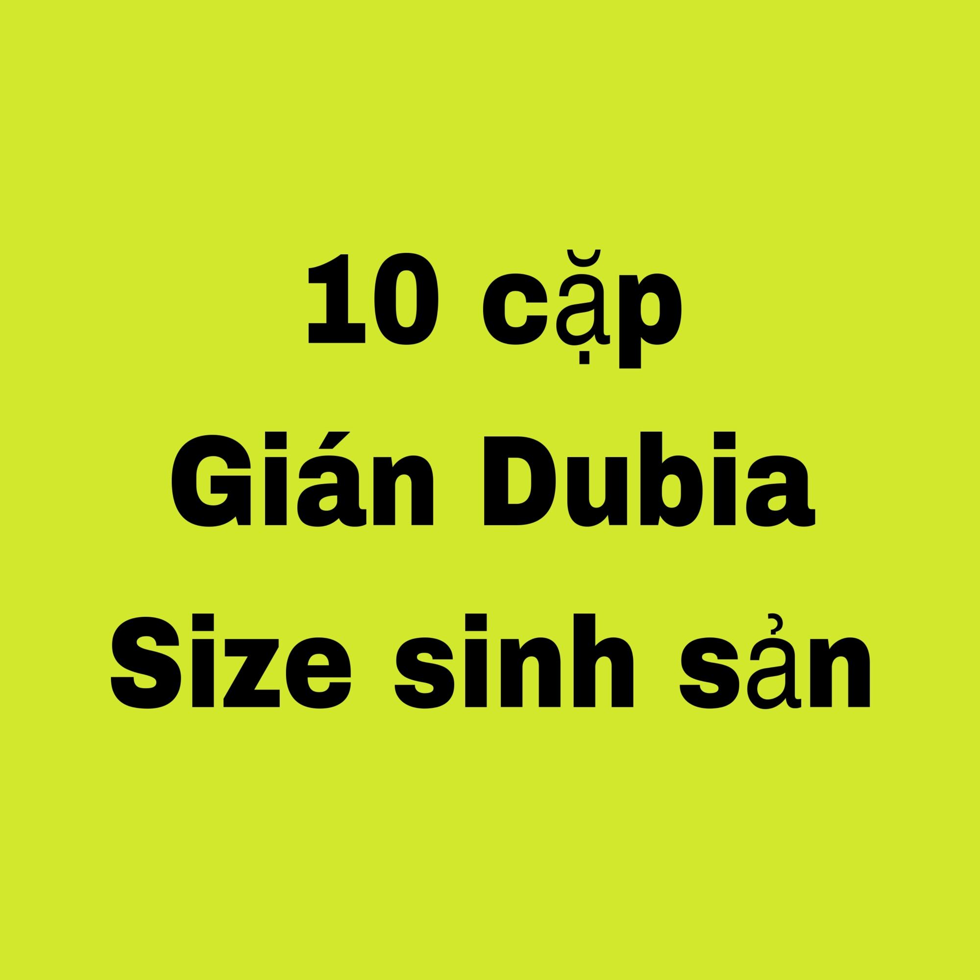 Hộp 10 cặp gián dubia size sinh sản (10 cái và 11 đực).