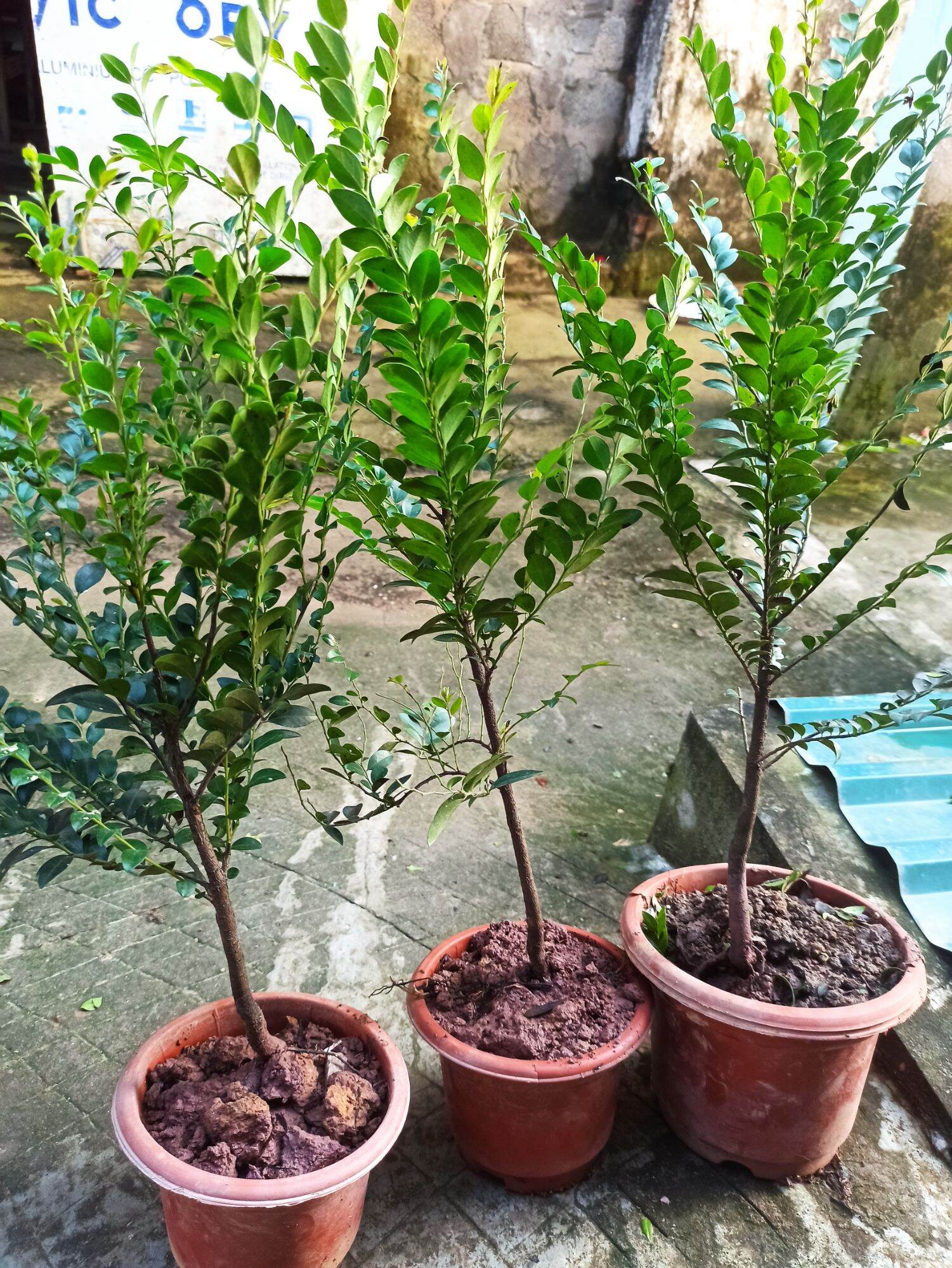 cây Tùng đen, cây cứt chuột cao 70cm