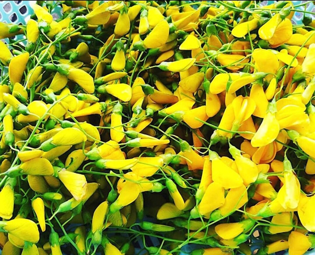 Hạt Giống Bông Điên Điển