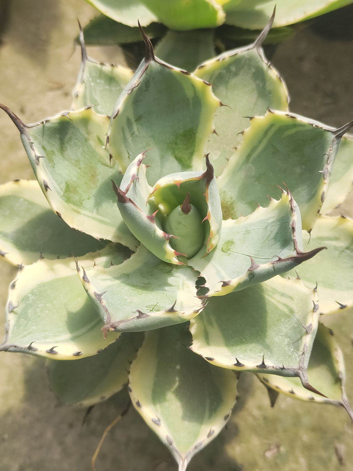 Dứa cảnh Agave lem vàng