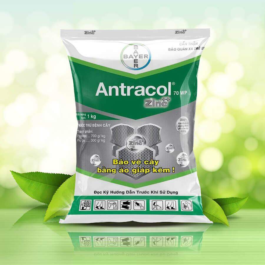 Thuốc trừ bệnh antracol 70wp gói 100g phòng trừ thán thư , rỉ sắt , vàng lá