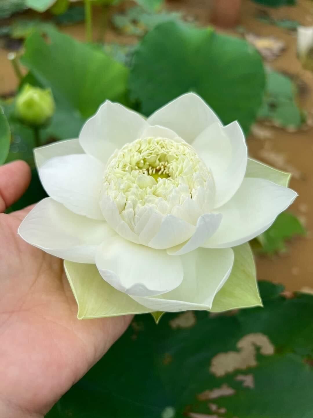 Củ Sen Thái- Trắng Hoàng Kim (củ giống)