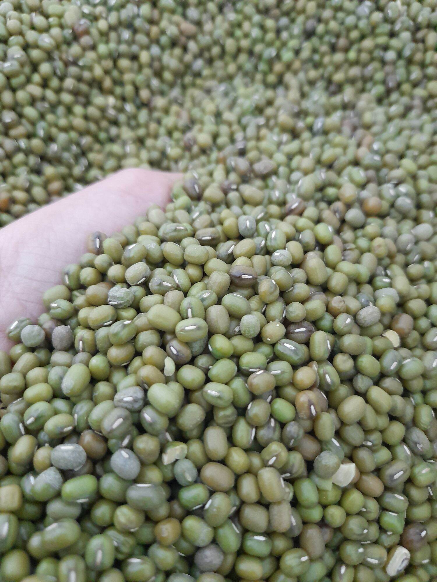 Đậu xanh nguyên hạt gói 500