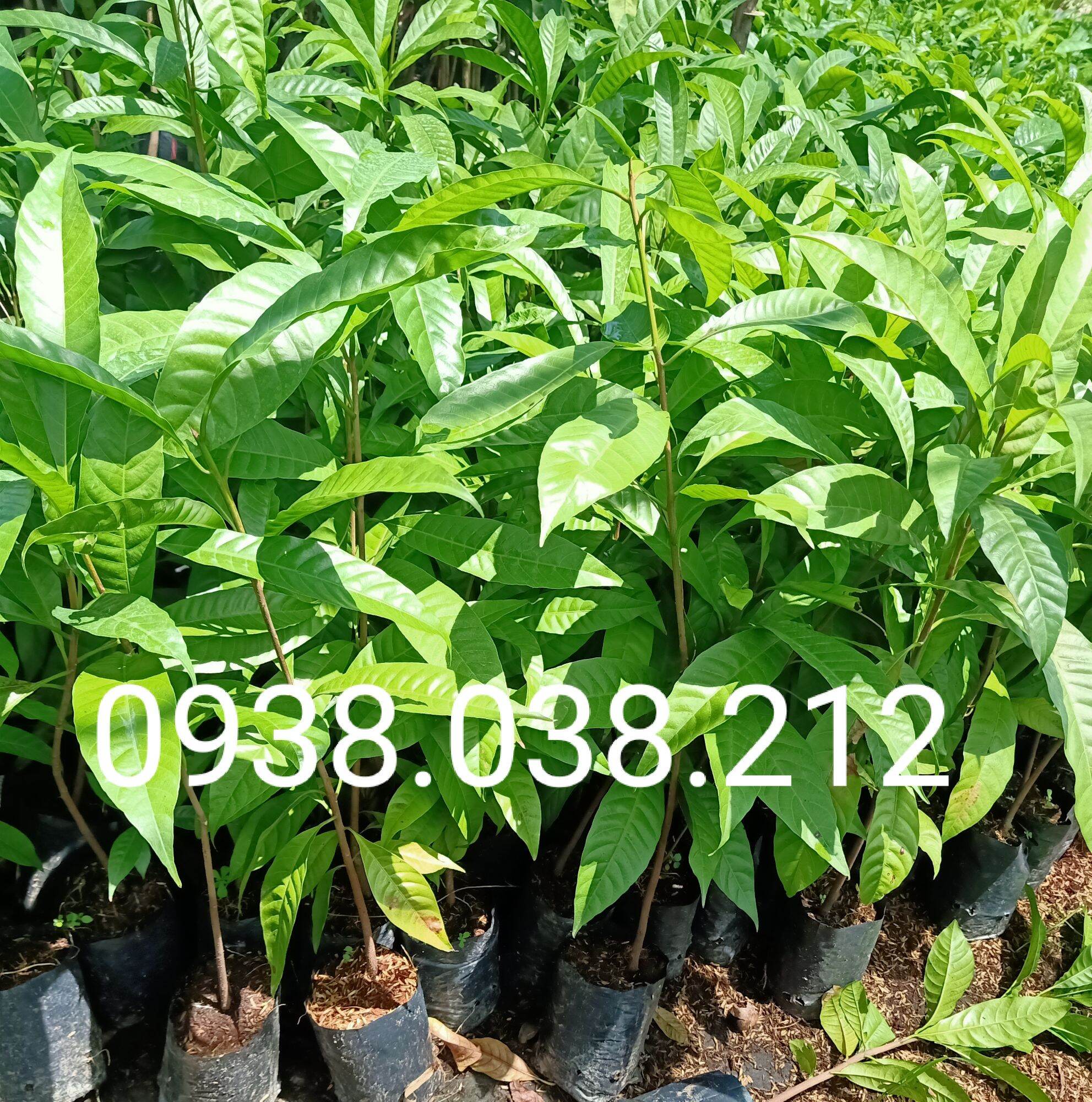 CÂY GIỐNG LÊKIMA ( CÂY TRỨNG GÀ )