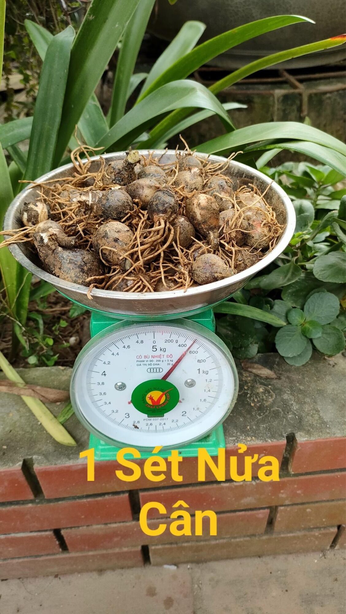 Củ hoa lan Nam Phi