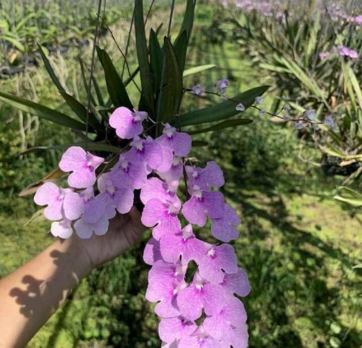 Vũ nữ peru cây giống khoẻ đẹp