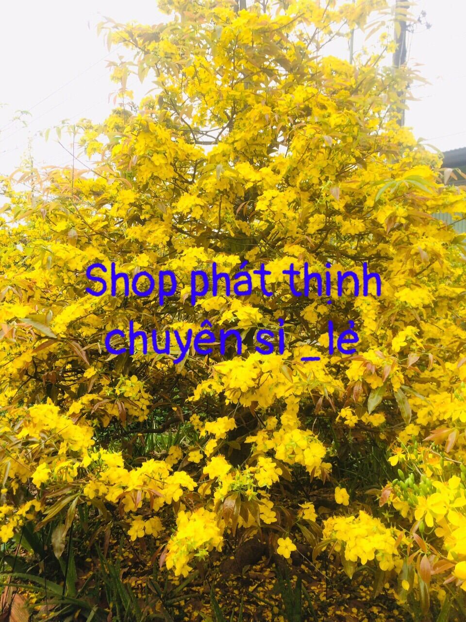 Phân bón lá giúp RỤNG Lá cây Mai, cây Đào đồng loạt an toàn cho Cây [Hàng Chính Hãng] tiết kiệm công lặt lá nhanh gói 200g