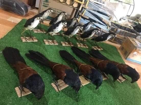 bìm bịp giả nhồi keo bao đẹp,chất lượng