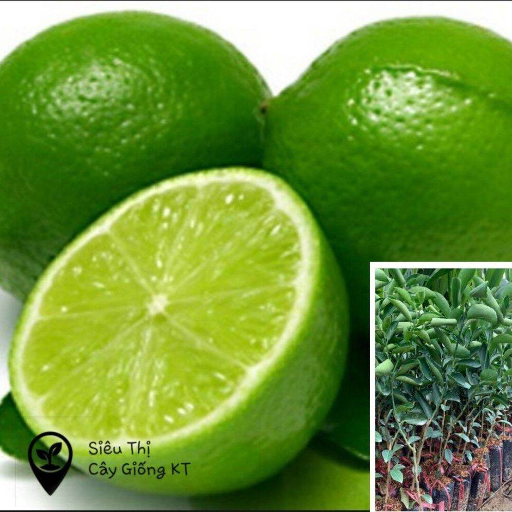 Cây chanh không hạt. Chanh giấy không hạt sai trái và rất thơm.