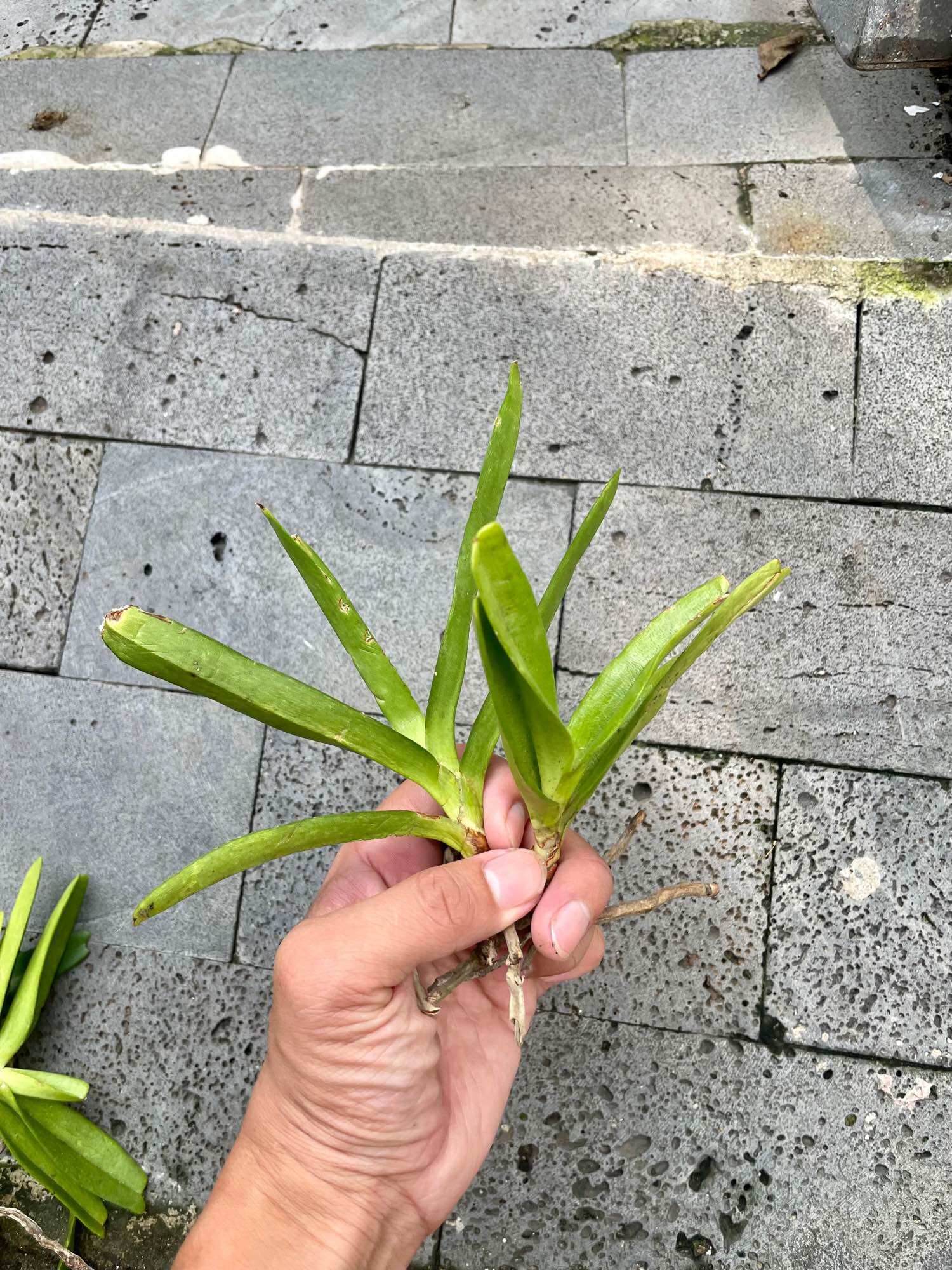 combo 3 cây lan rừng HỒNG NHẠN (hoa thơm, dễ trồng, bao sống)