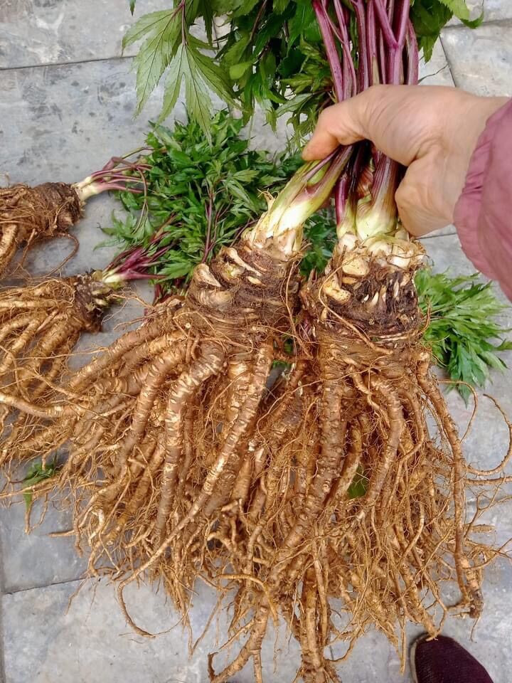 1kg sâm đương quy tươi (3 củ/1kg) rất thơm, già củ