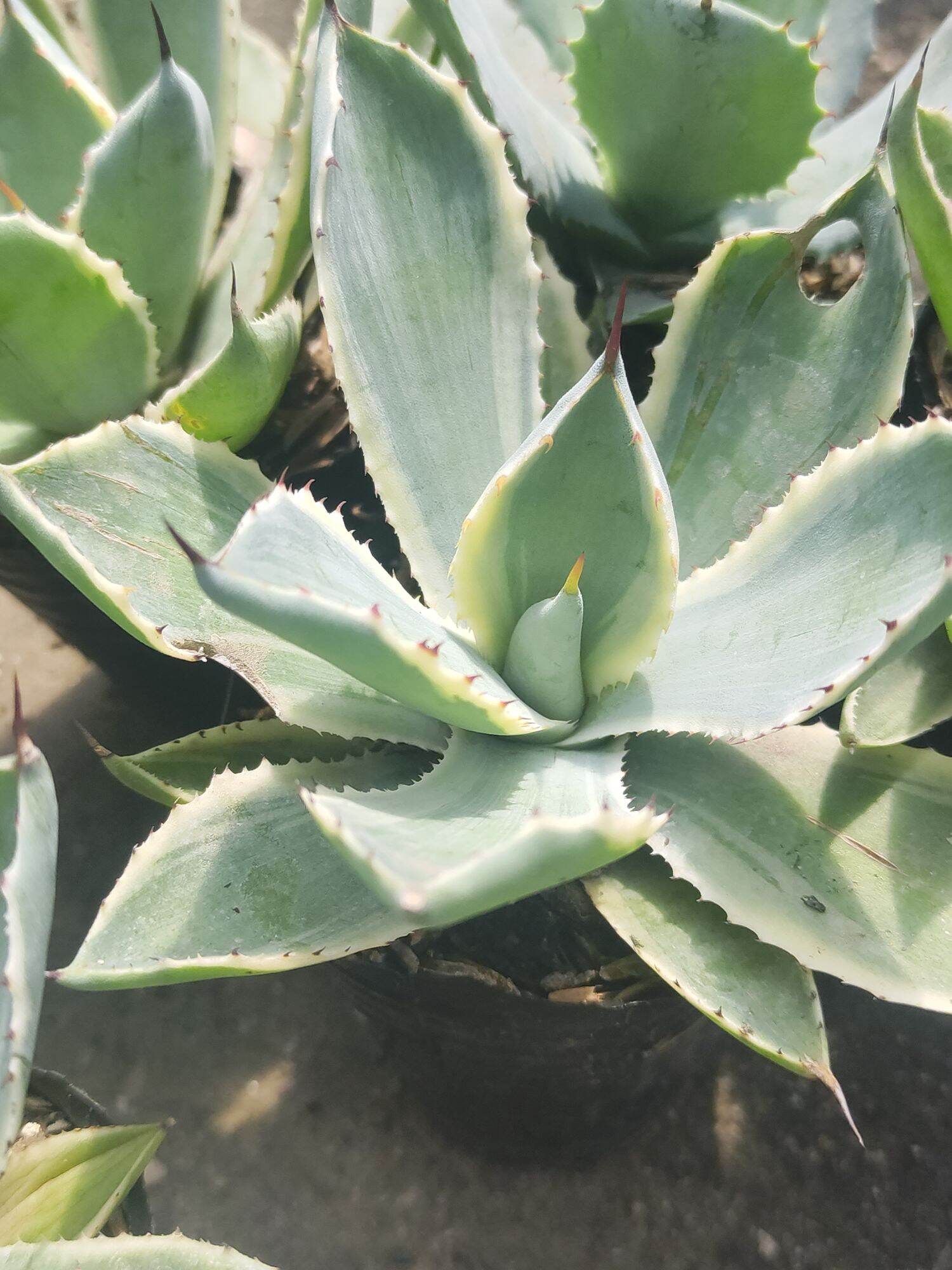 Dứa cảnh Agave lem vàng
