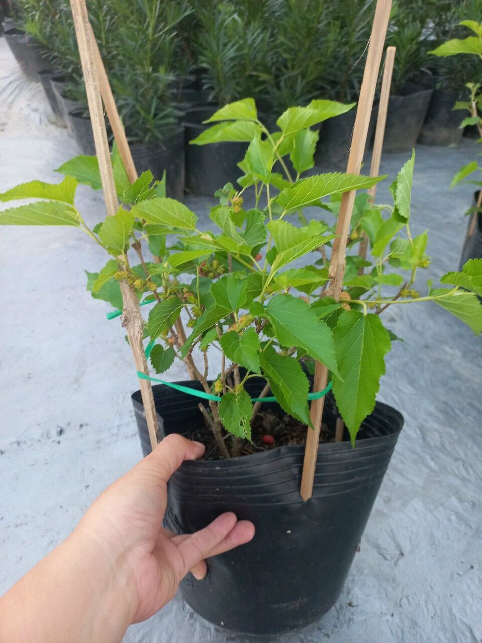 Cây dâu tằm
