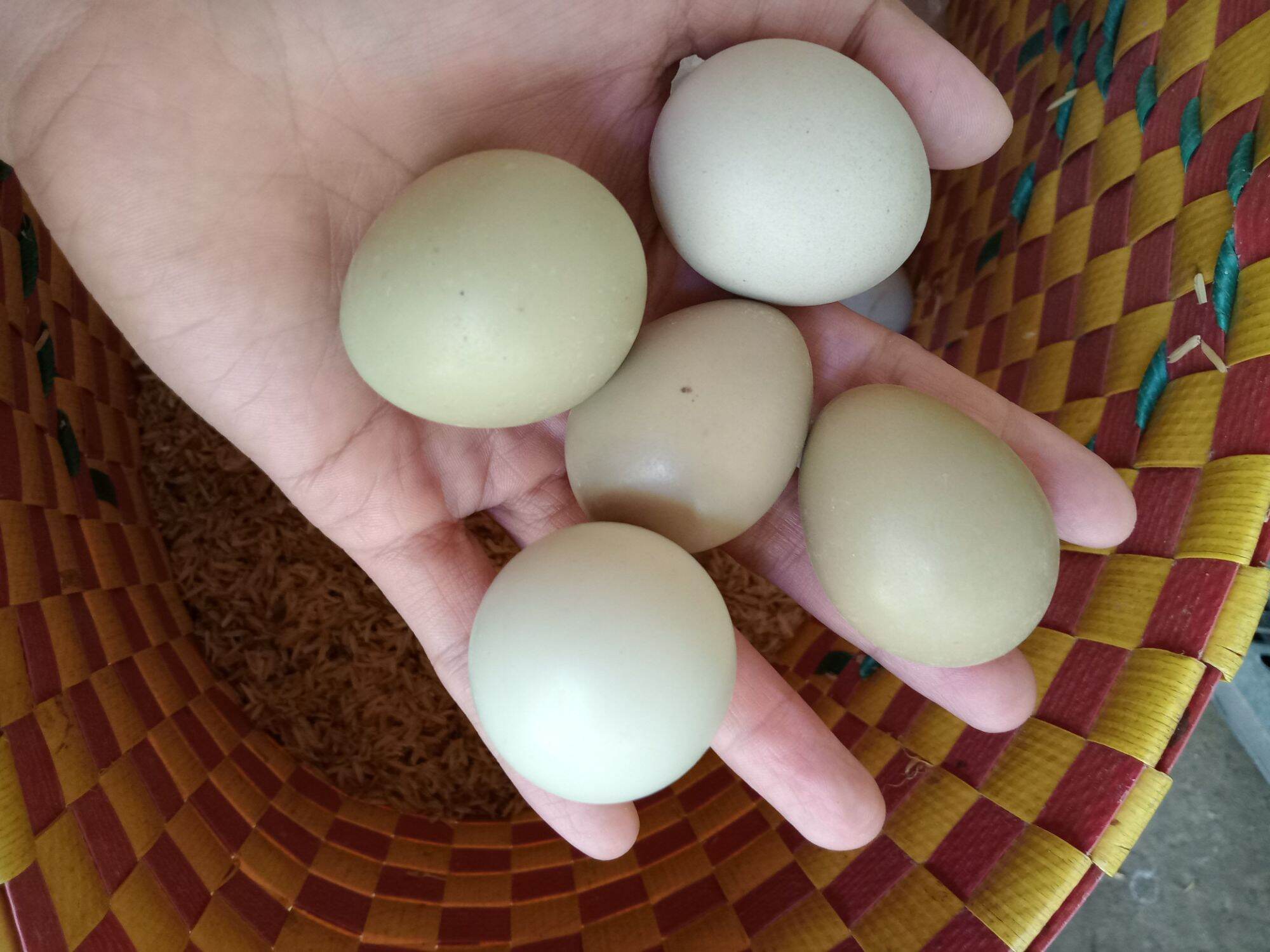 10 quả trứng chim trĩ so ăn rất bổ