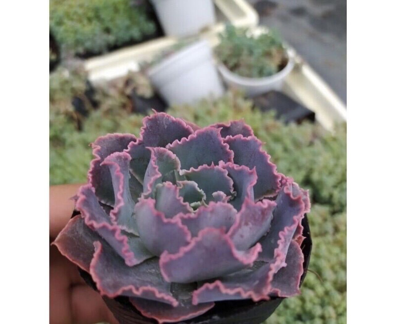 Sen đá bắp cải Aurora size bầu