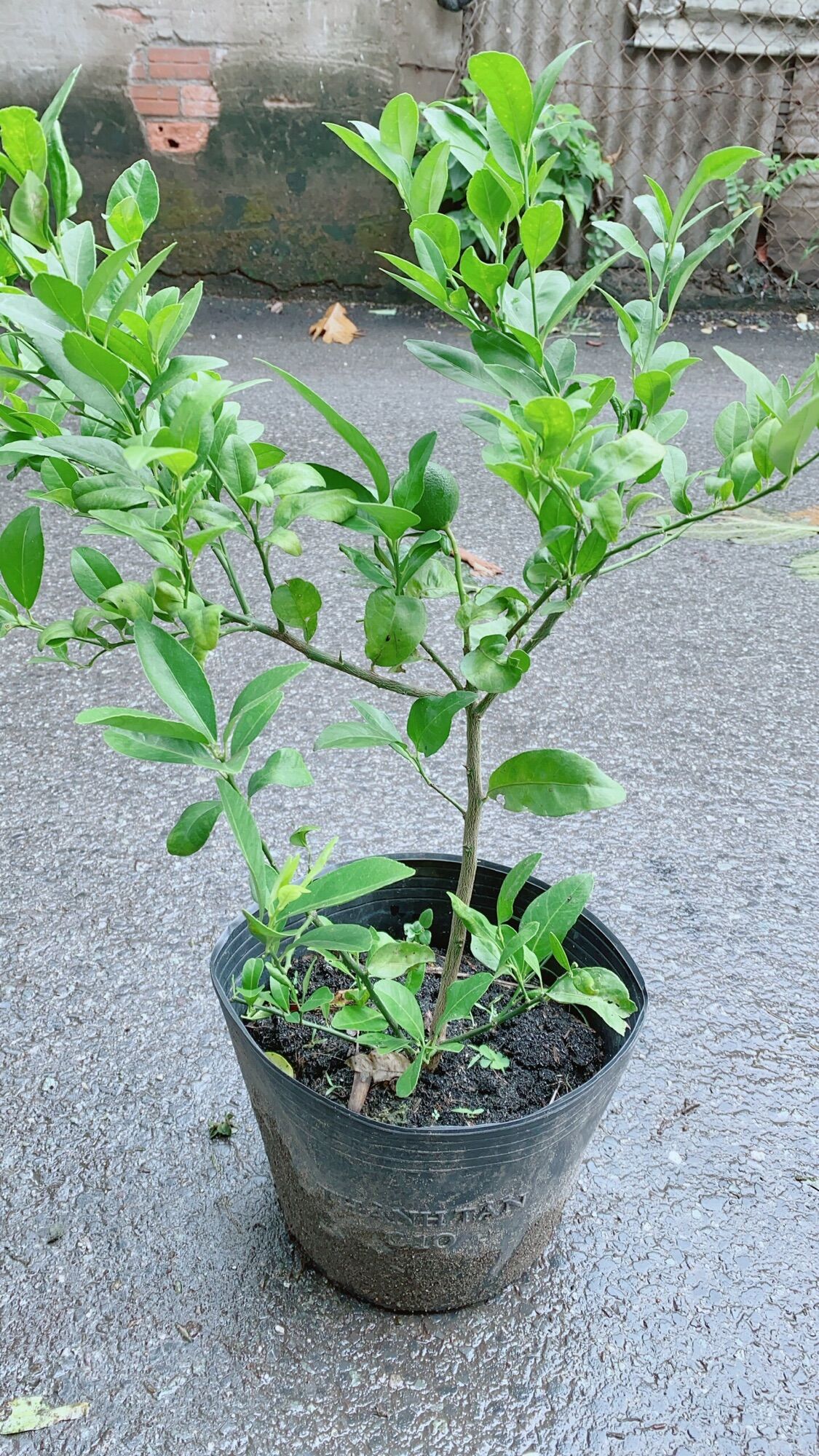 Cây chanh có sẵn trái