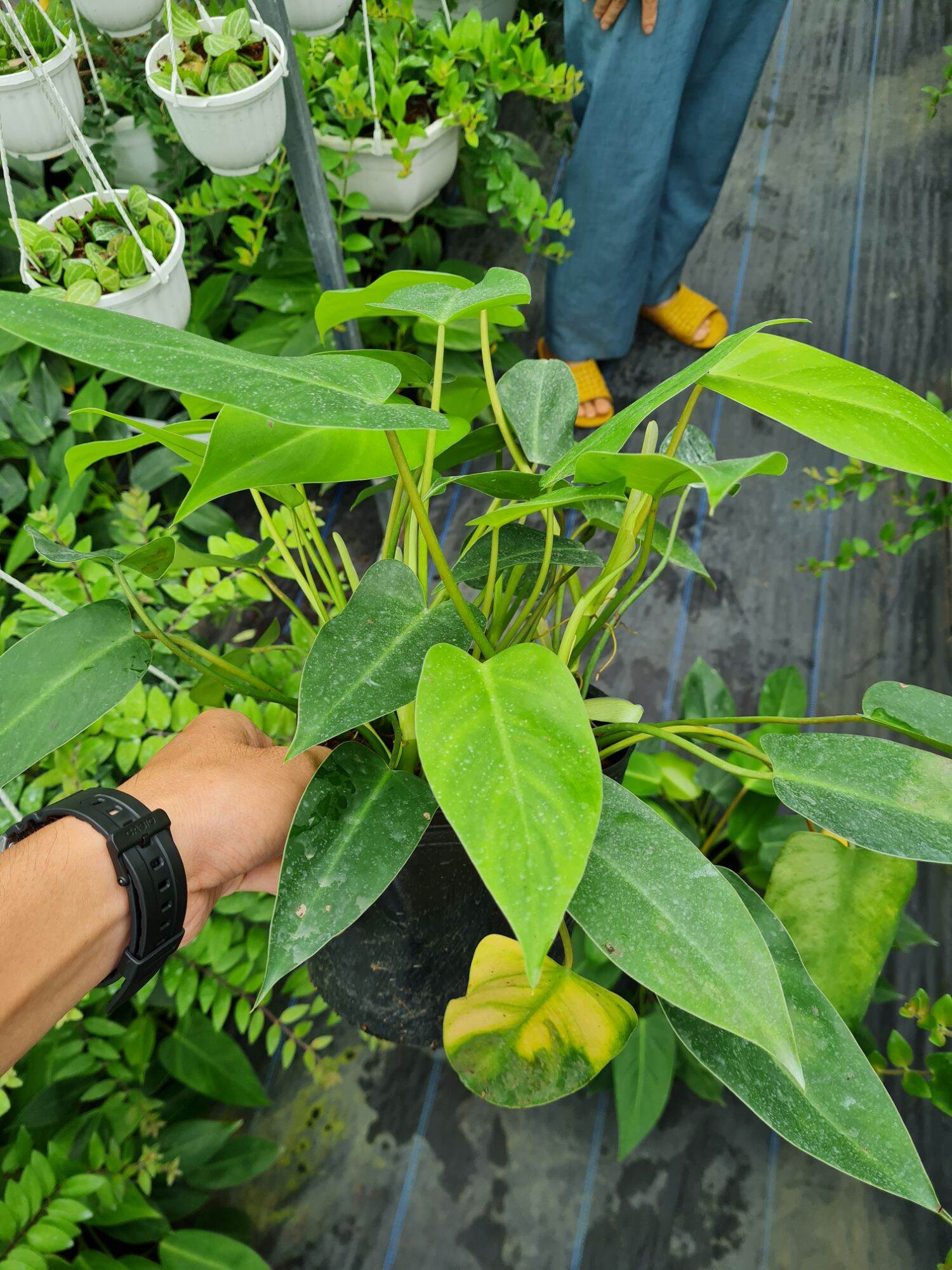 Cây trầu bà tỷ phú