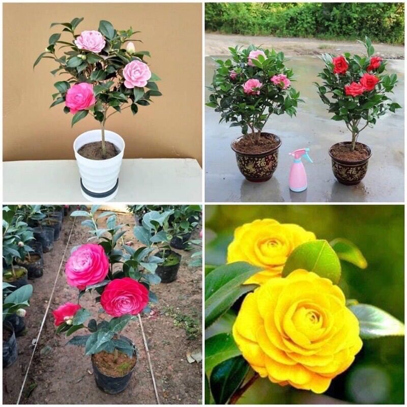 Cây Hoa Trà My Tứ Quý(1 bầu cây giống)