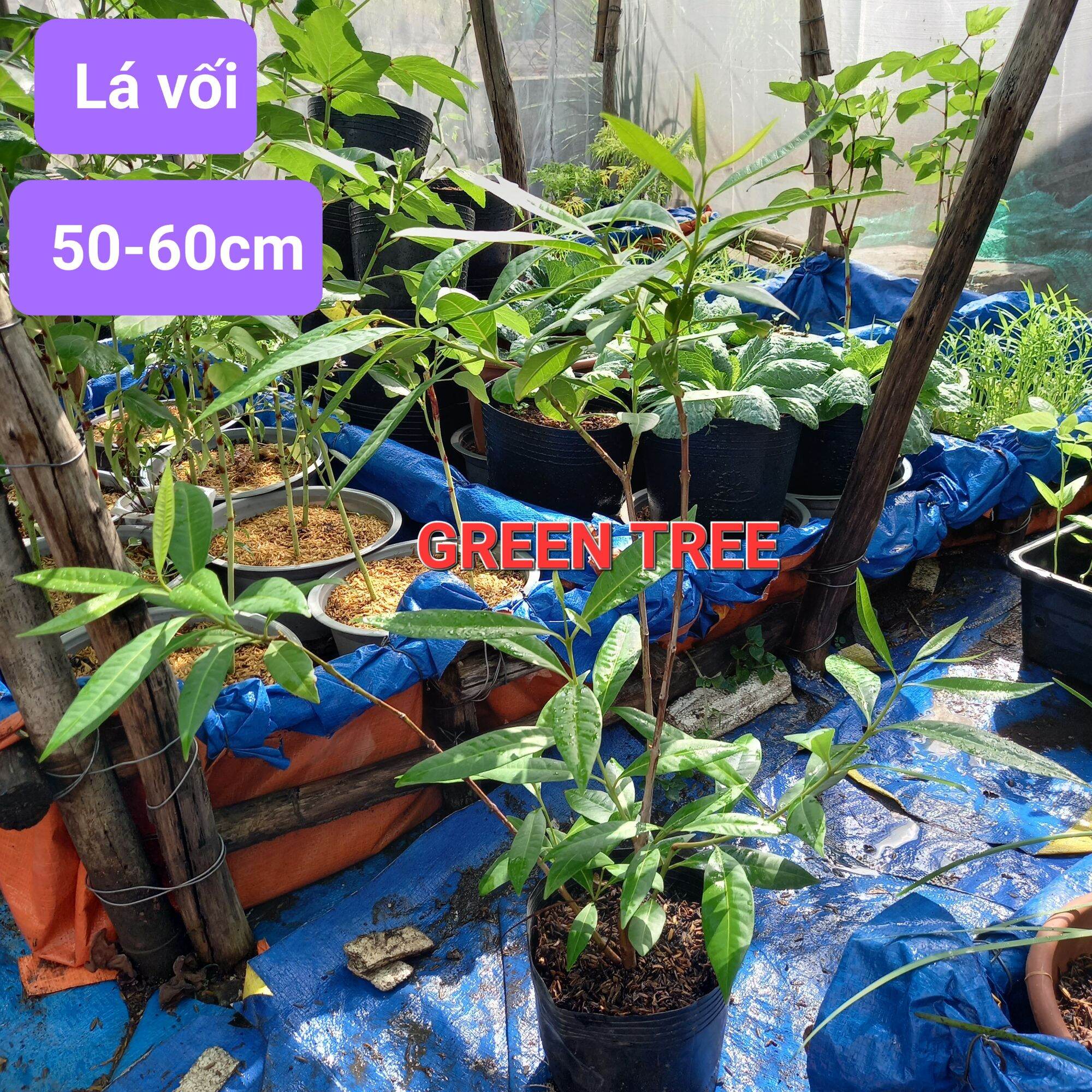Cây giống lá vối nếp