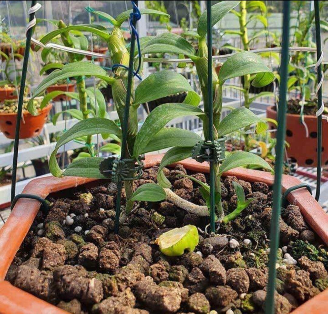 Phân Trùng Quế Viên Nén Tan Chậm Vermis gói 1kg