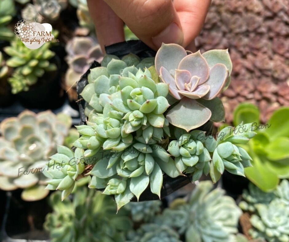 25 dòng Sen đá Giống mới