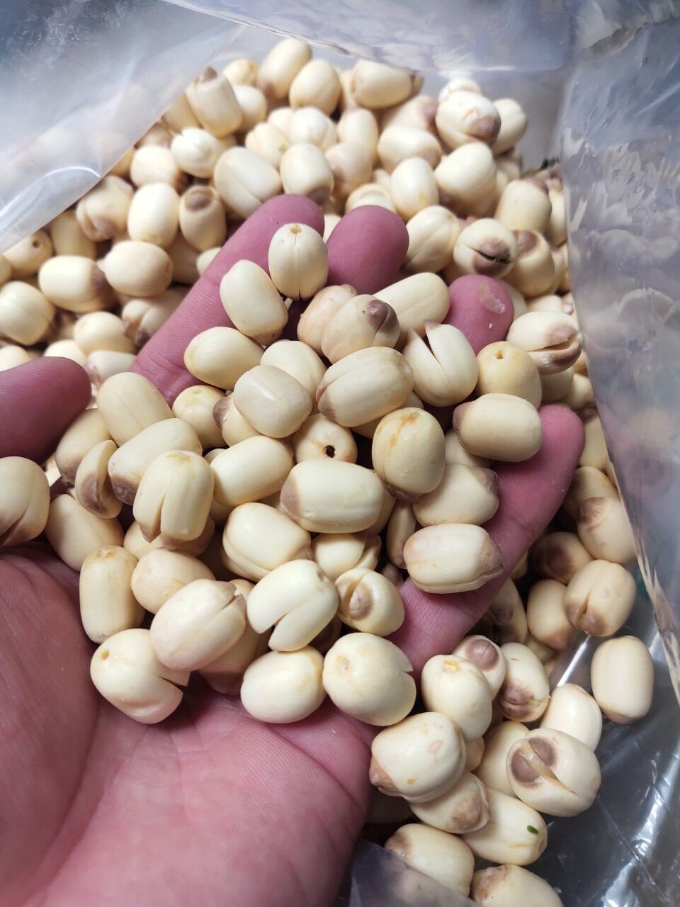 Hạt sen tươi Đồng Tháp