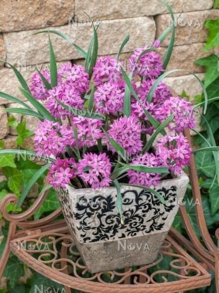 Củ hoa alium chơi Tết