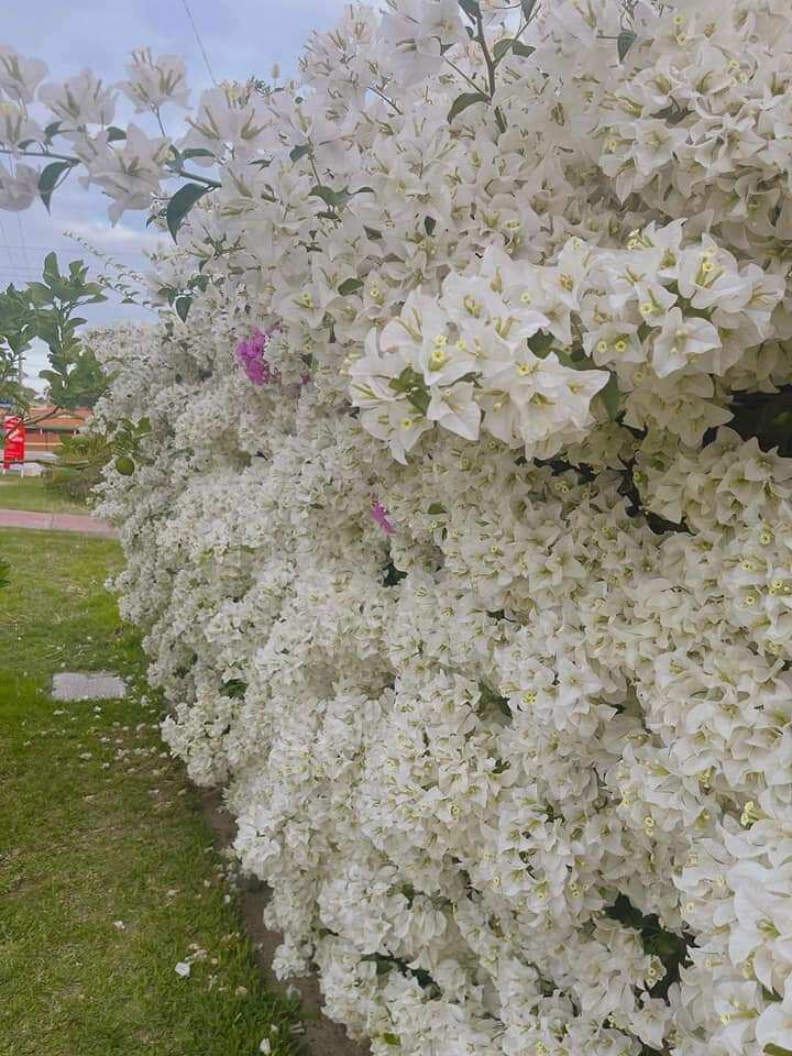 Cây hoa giấy trắng leo khỏe