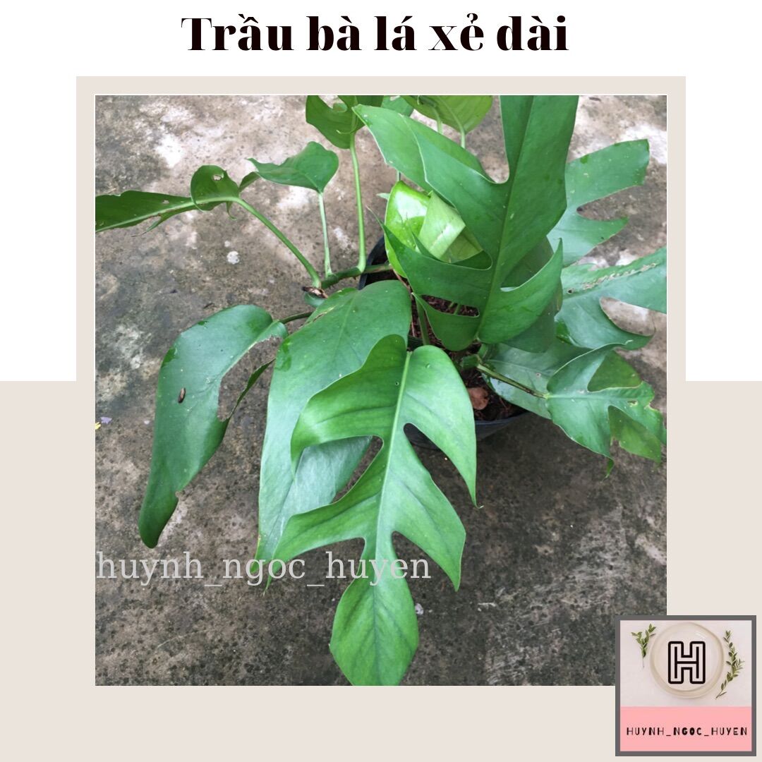 Trầu bà lá xẻ dài
