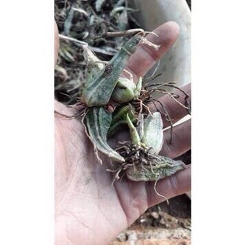 Củ hoa lan bầu rượu Hoa Tết
