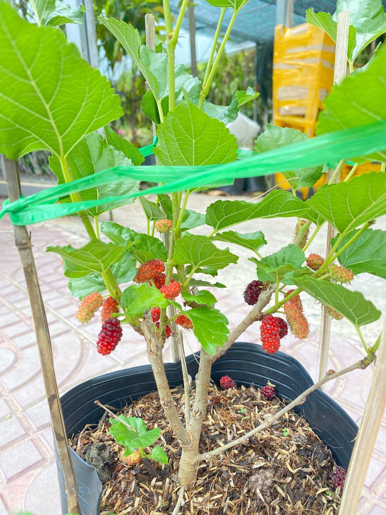 Cây Dâu tằm siêu trái