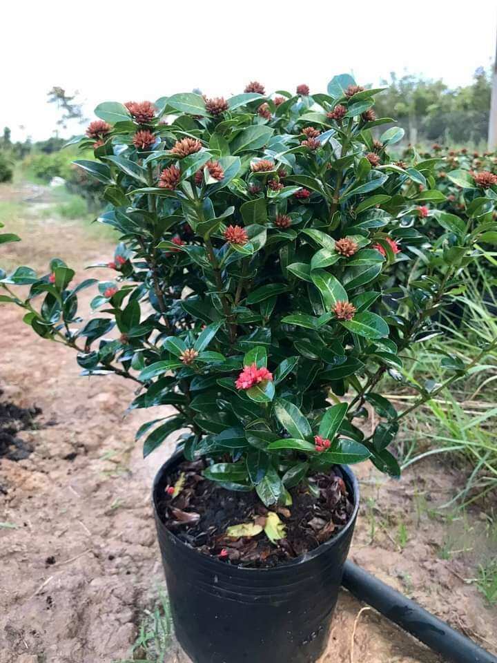 Combo 2 chậu trang sen chậu nhựa c8/c9