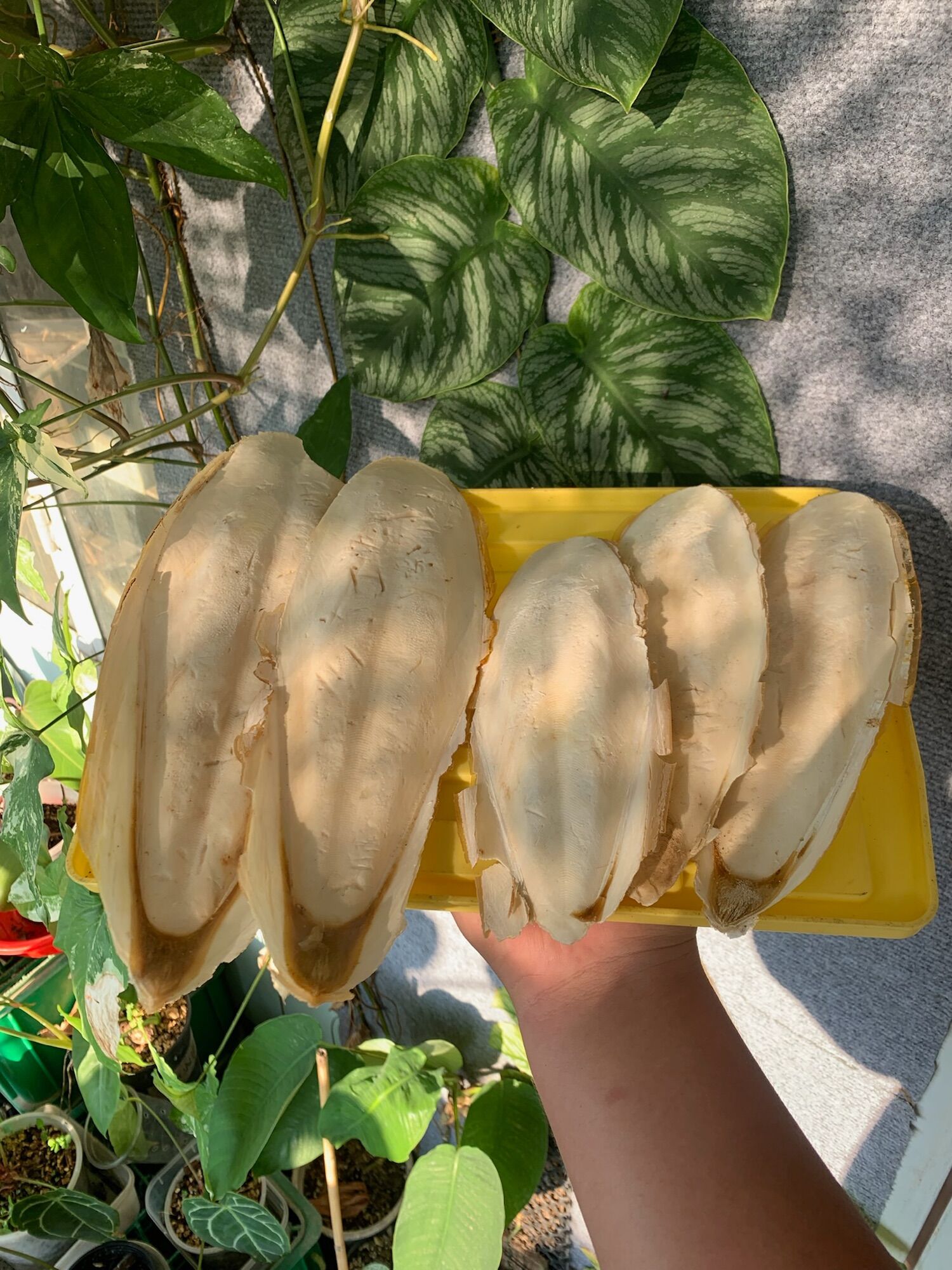 Nang mực bổ sung canxi cho ốc,chim,bò sát gina garden