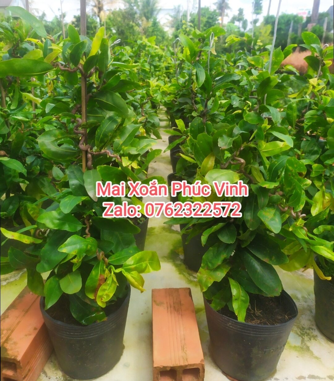 Mai xoắn giảo tự xoắn