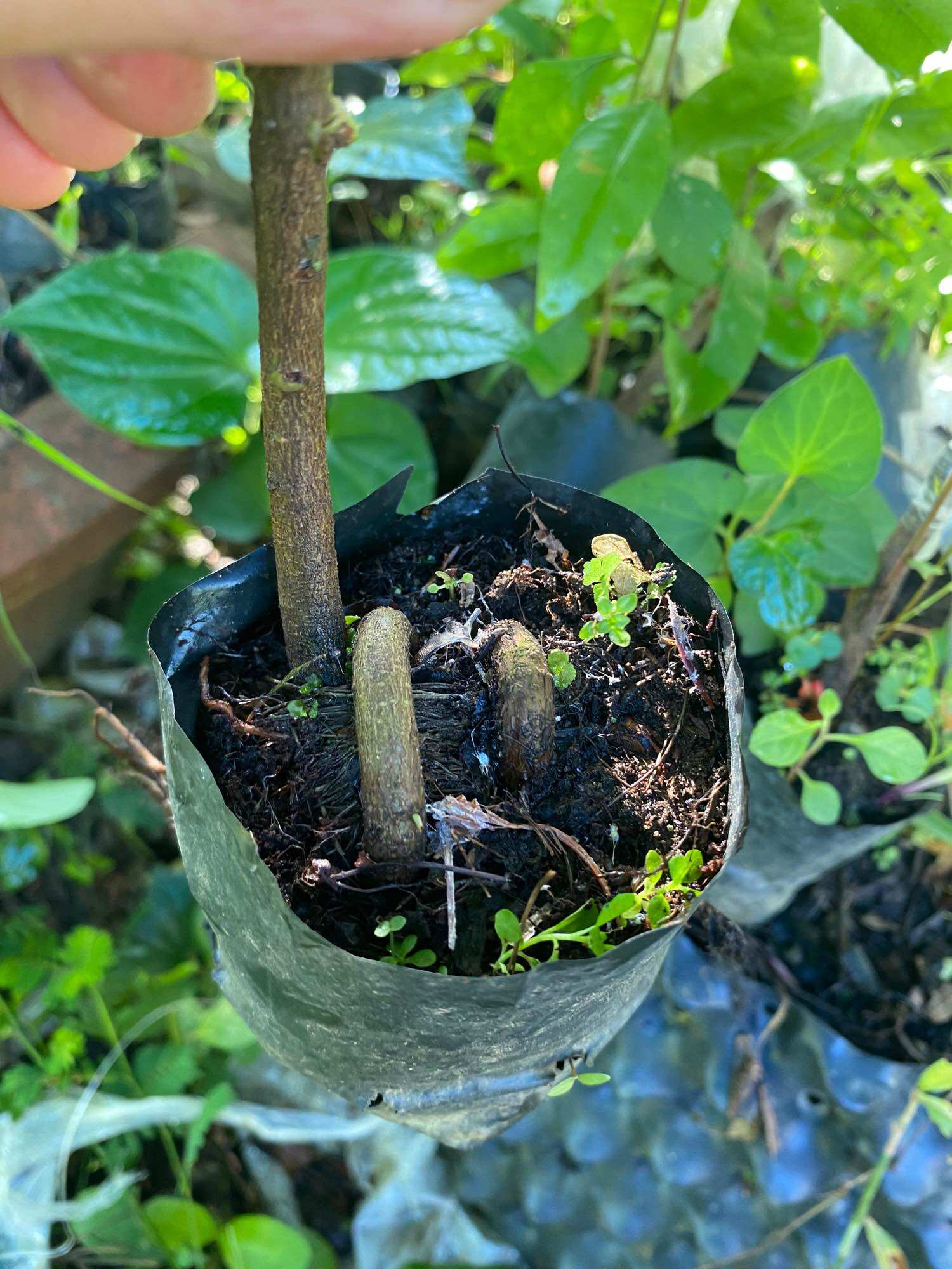10 phôi Mai thủ đức quắn rể