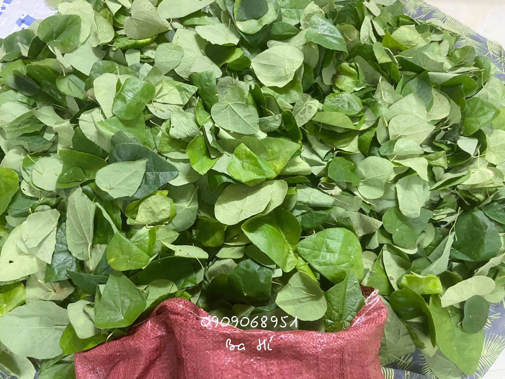 Lá sương sâm lông hữu cơ (300gr)