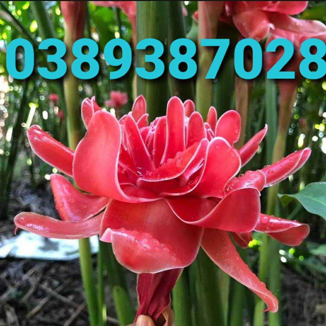 sen đa lộc, 1 củ giống
