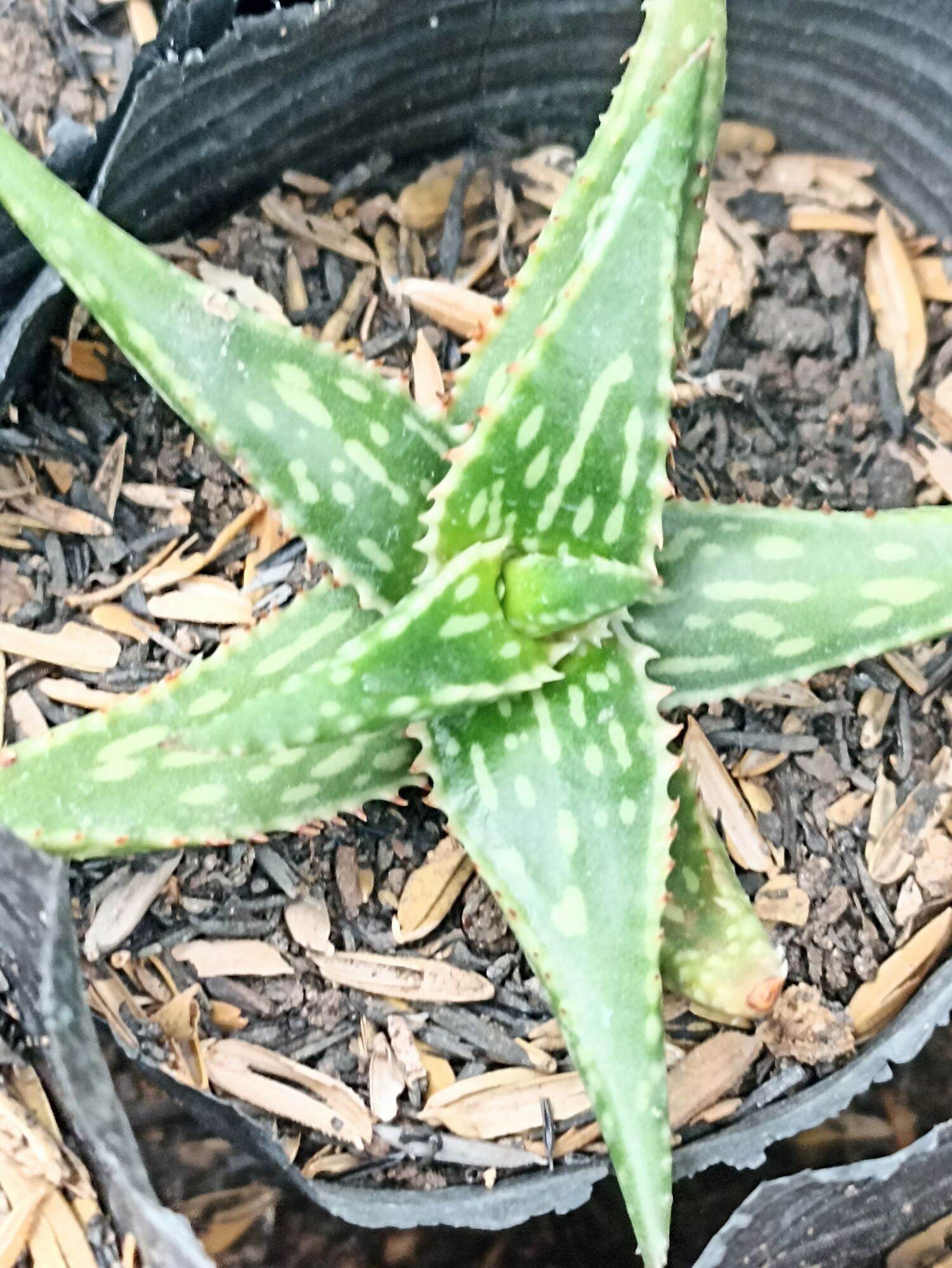 Cây ALoe Mỏ két