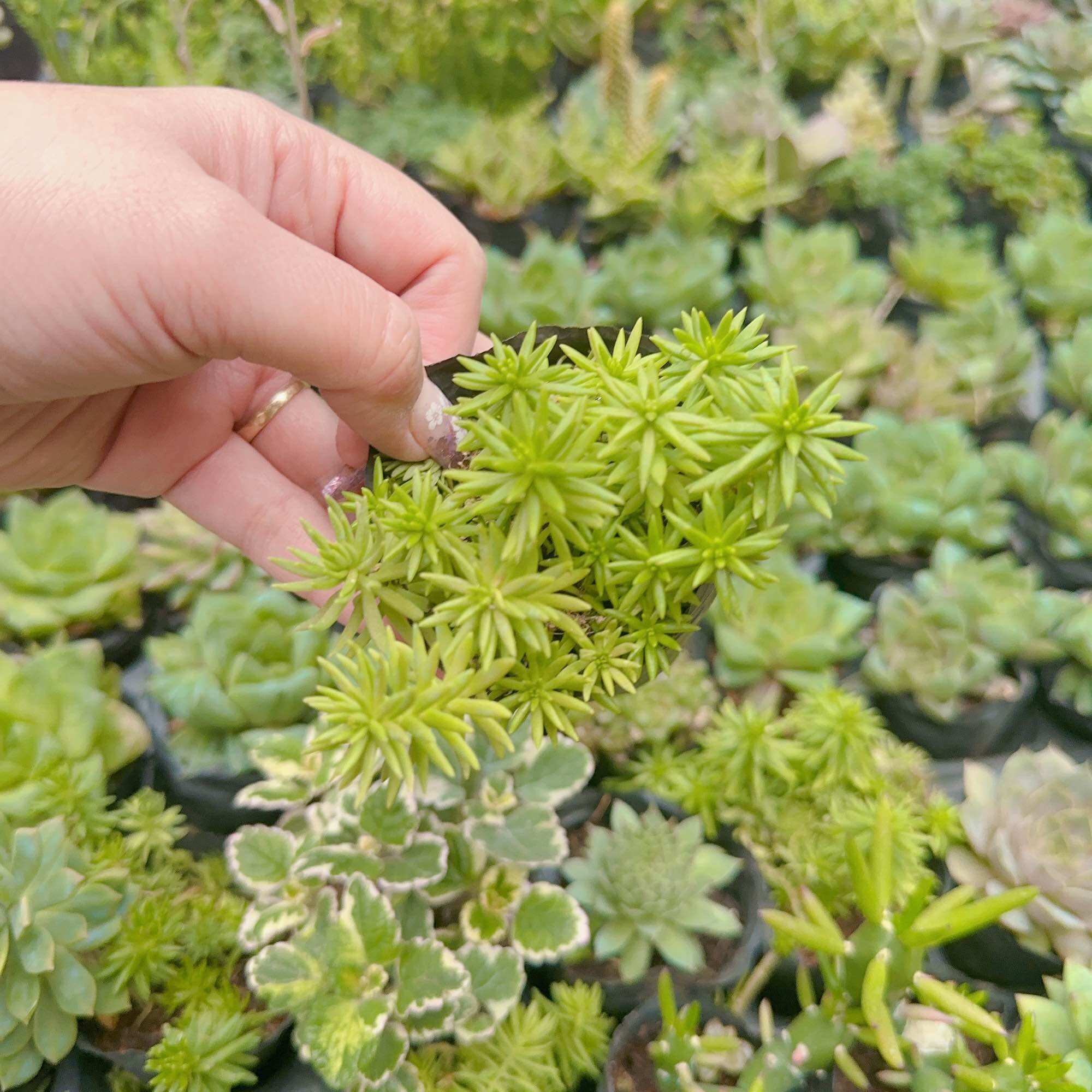 Sen đá sedum xanh size bầu