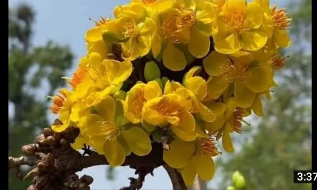Mai tiến vua bông chùm, mai giống mới, cây nhỏ