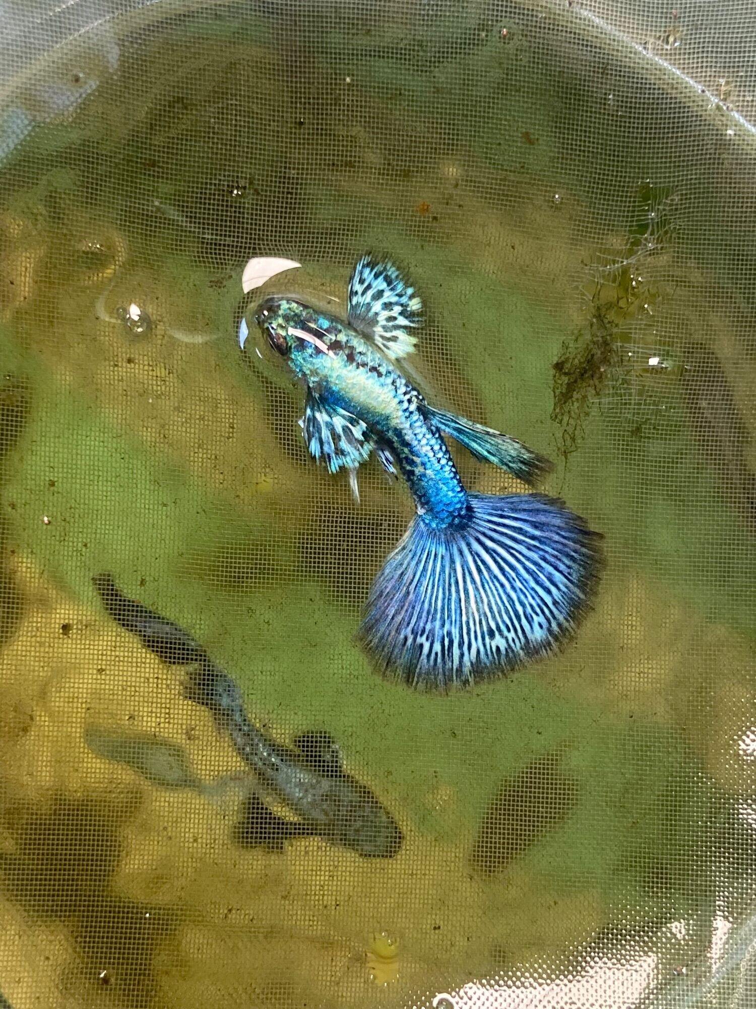 rồng xanh - guppy trang trí hồ