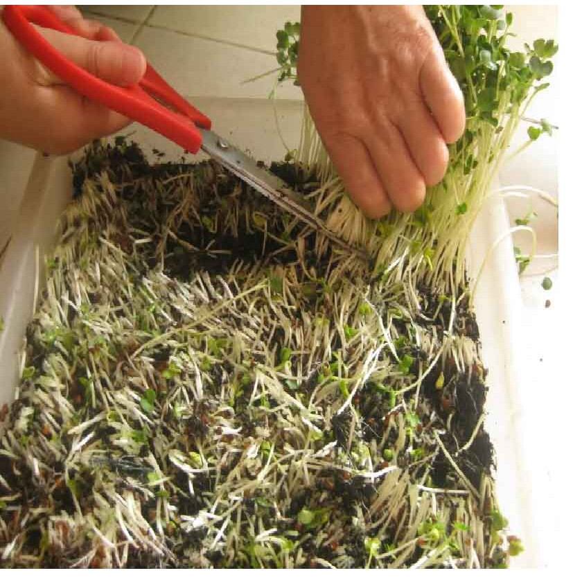 hạt giống rau mầm thảo dược Methi - gói 20gr