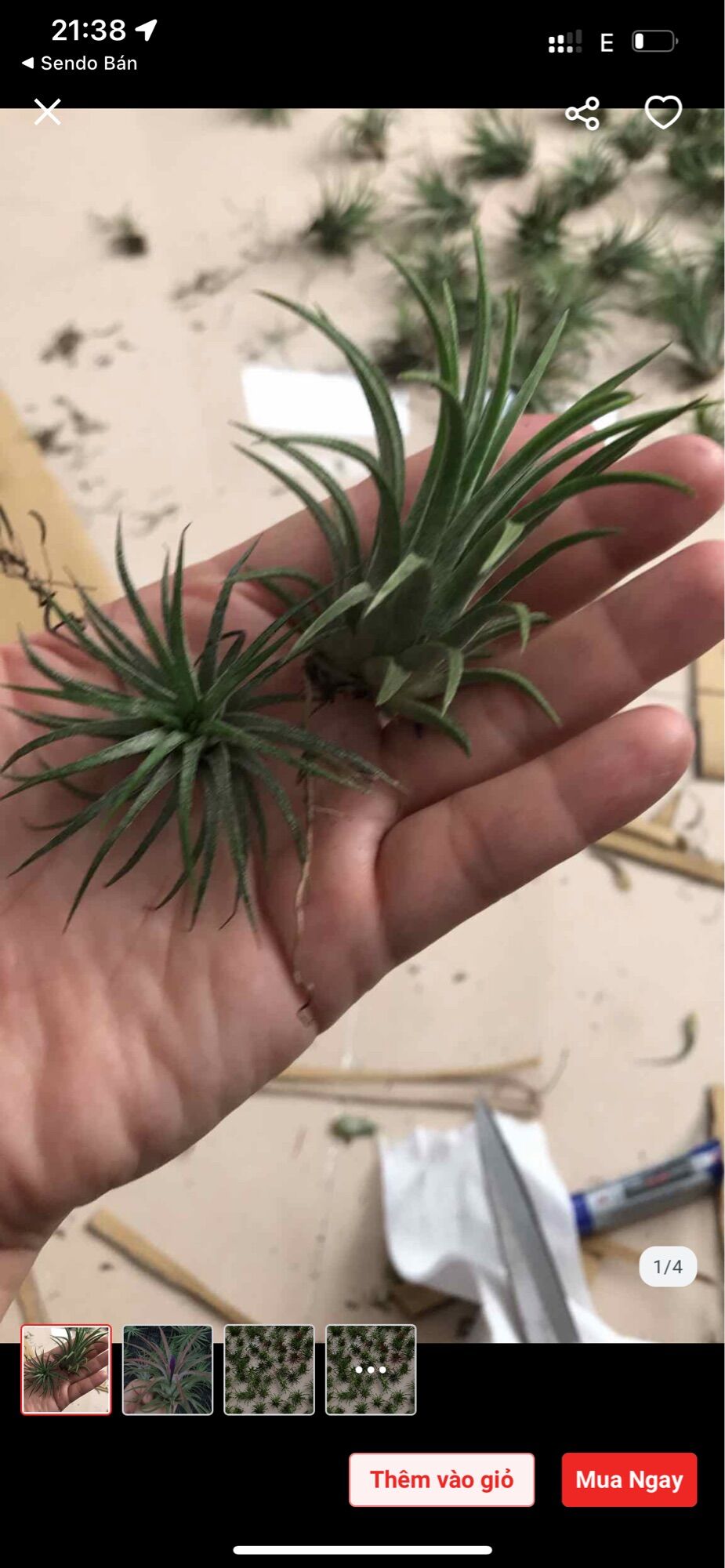 [HCM]Cây không khí ionantha cây lẻ