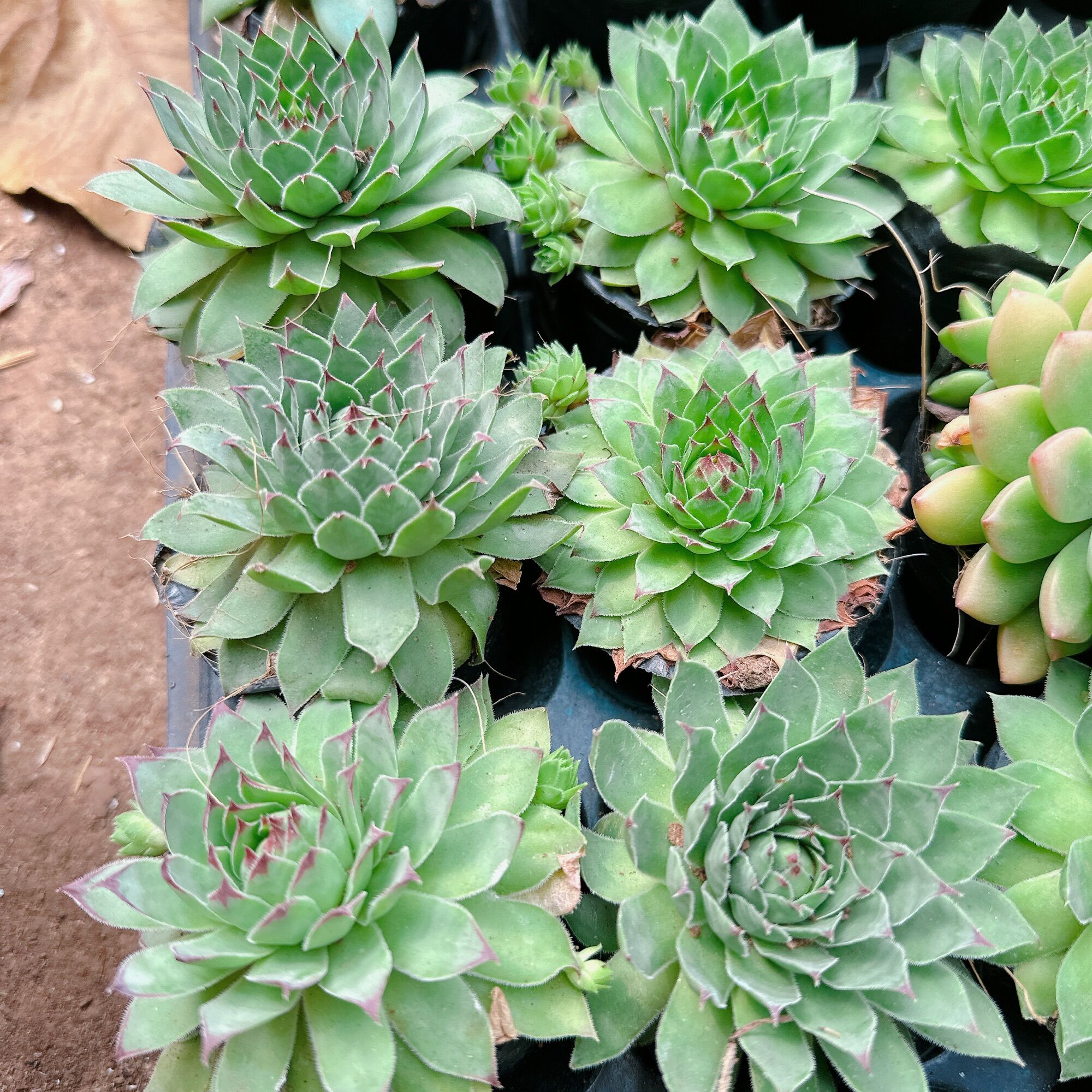 Sen đá phật bà size bầu 3-5 cm xuất vườn đà Lạt